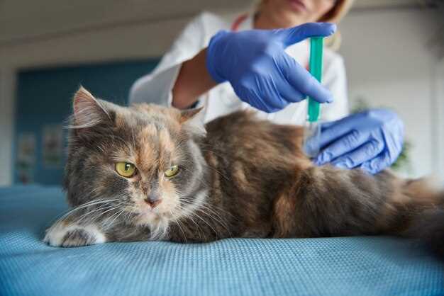 Процедура сдачи анализа на аллергию на кошек